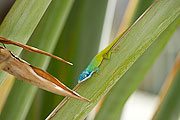 Picture 'Cub1_2_05199 Lizard, Cuba'